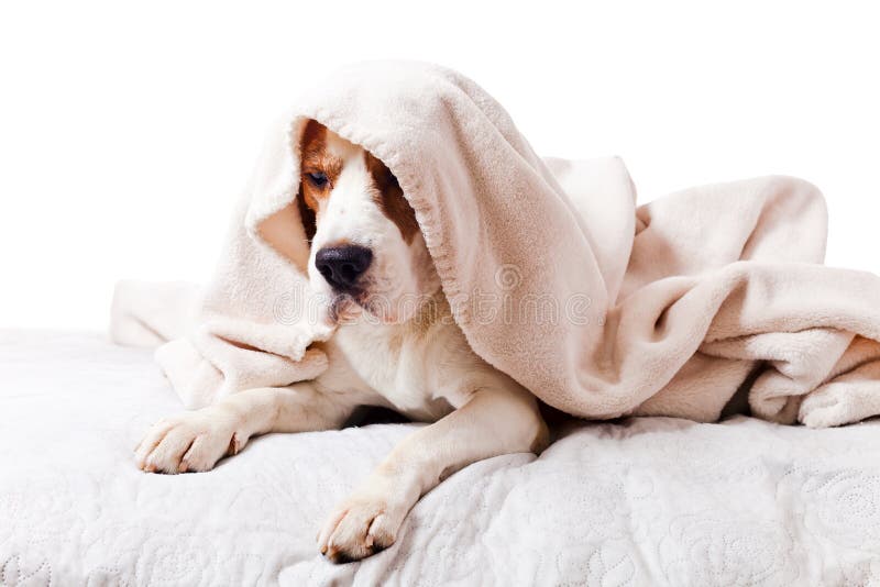 Dog Under a Blanket on White Stock Photo Image of healthcare