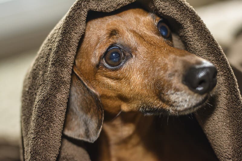 Under The Covers 3 stock image. Image of smile, duvet, white 226307