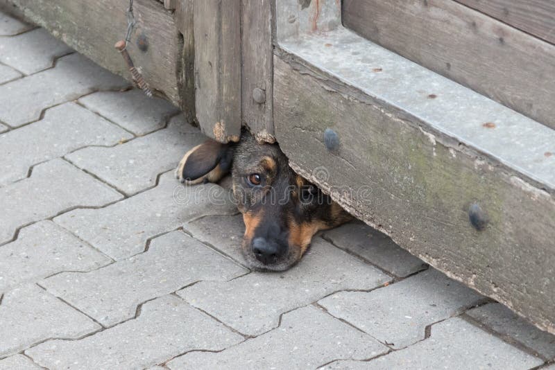 Dog under gate stock image. Image of protect, fight, guarding 99346691