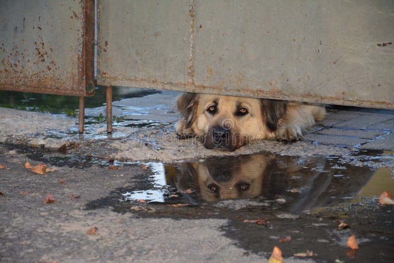 Epagneul Breton Brittany Dog Face Sad Trapped Behind Gate Stock Photo