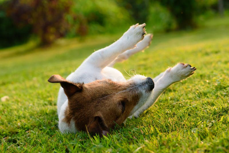 Dog Laying Upside Down Stock Photos - Download 149 Royalty Free Photos