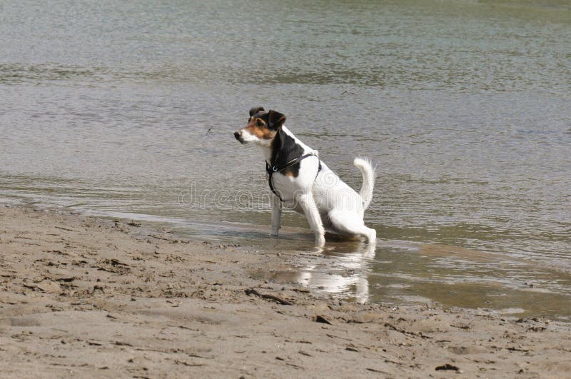 Peeing On Nude Beach