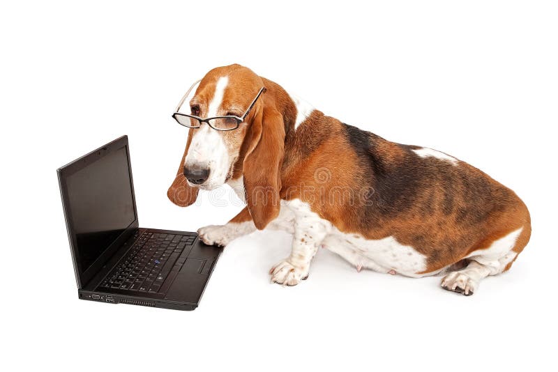 Basset Hound dog with glasses on looking at a laptop computer with one paw on the keyboard. Basset Hound dog with glasses on looking at a laptop computer with one paw on the keyboard