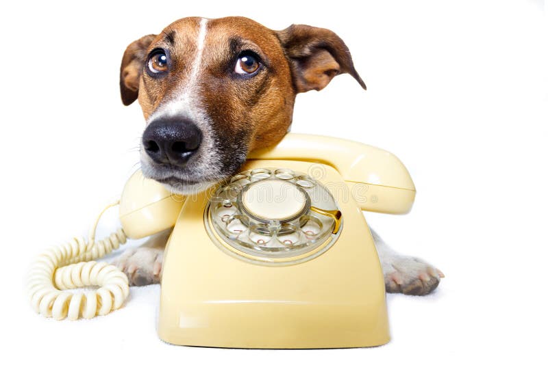 Dog using a yellow phone