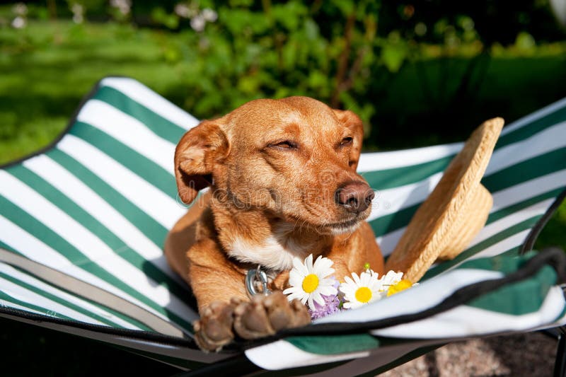 Dog on vacation stock photo. Image of travel, brown, flowers 16335154