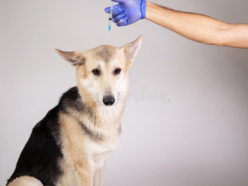 are vaccines safe for dogs