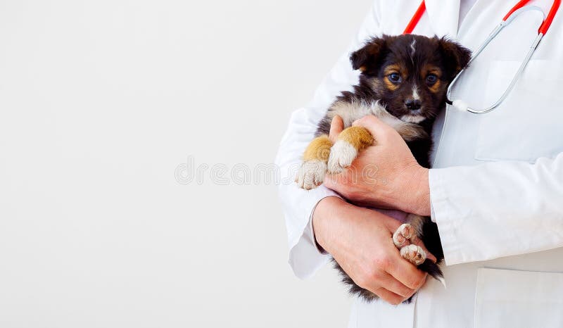 21,517 Animal Doctor Dog Stock Photos - Free & Royalty-Free Stock Photos  from Dreamstime