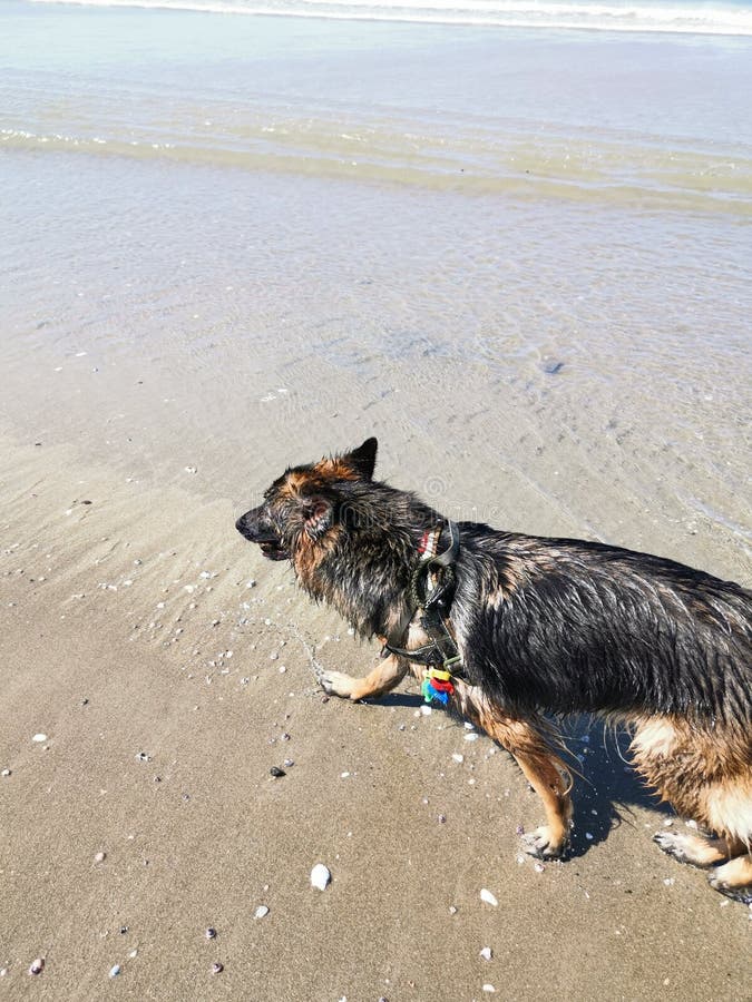 Dog at waihi beach stock photo. Image of snow, puppy 211309944