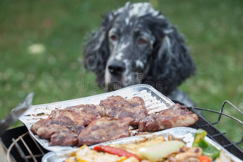 Dog Waiting for the Barbecue, Waiting for Lunch Stock Photo - Image of ...