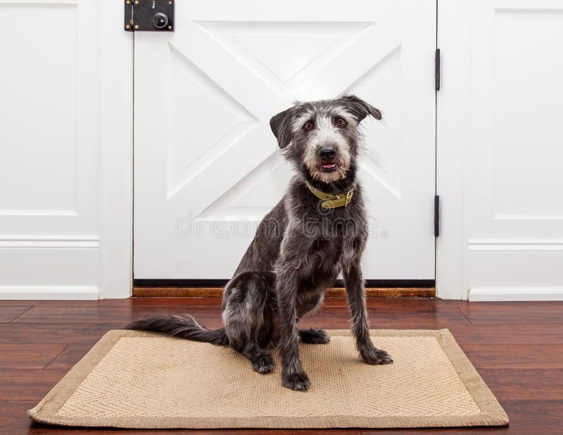 Dog Waiting by Front Door stock image. Image of doorway - 55273323