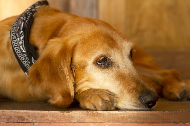 face of a dog golden retriever