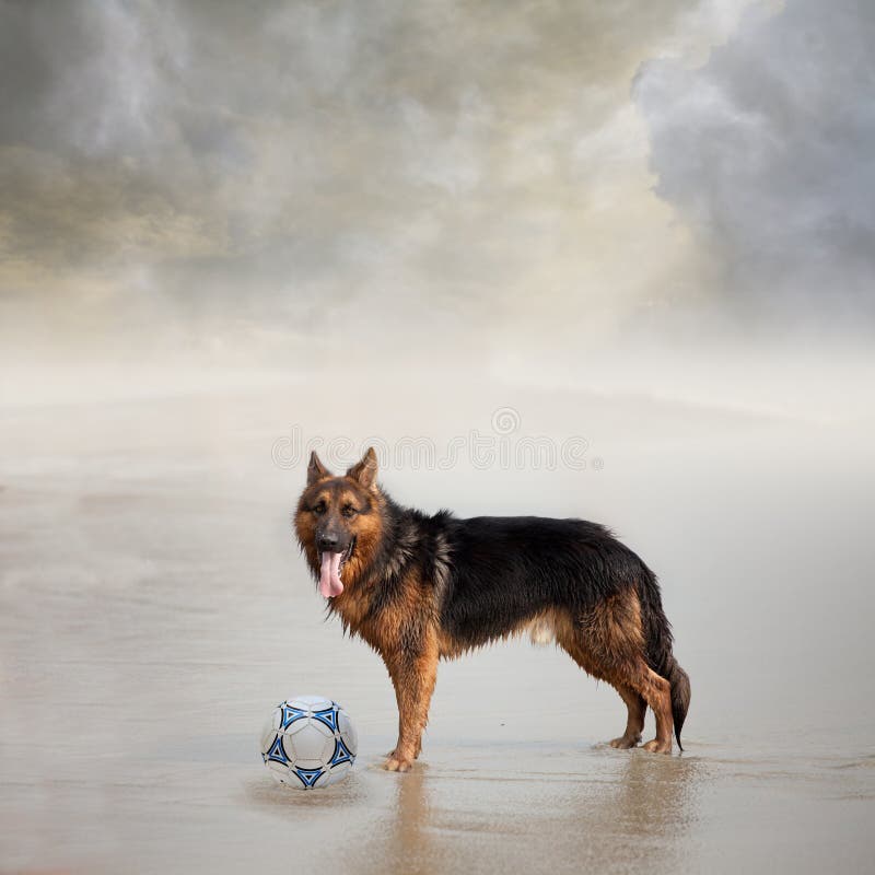 Download Ai Generated Dog Football Player Royalty-Free Stock Illustration  Image - Pixabay