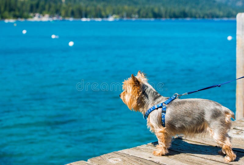 Dog Walk at the Lake