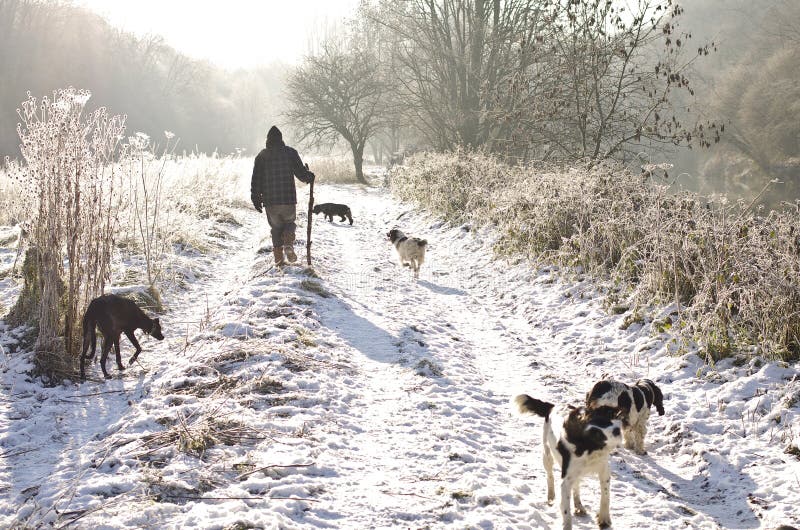 Dog walk in winter