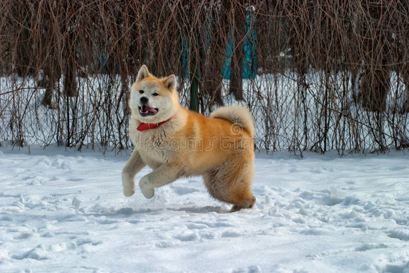 Akita Inu dog paying and jumping