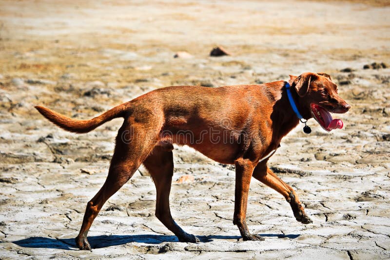 Lab Dog Mud Stock Photos Free & RoyaltyFree Stock Photos from Dreamstime