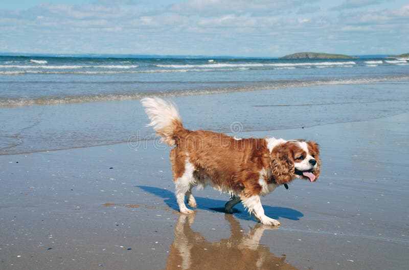What Beaches Can Dogs Go On In Swansea