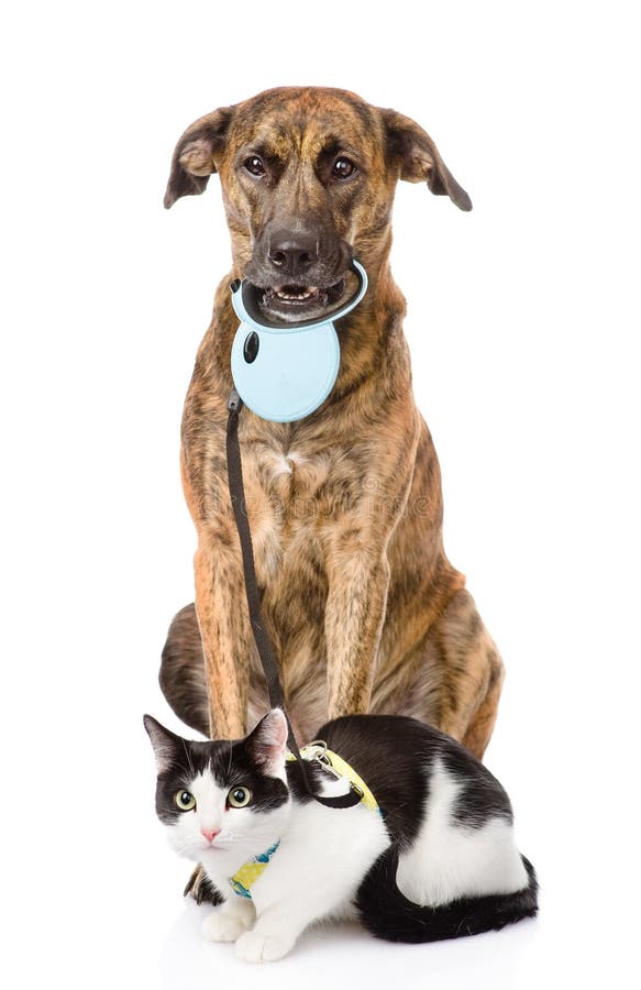 Dog walking a cat on a leash. on white background