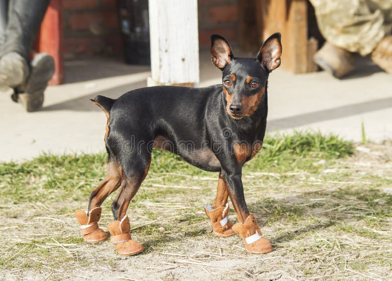 Dog Walking on the Grass in Brown Boots Stock Image Image of boots