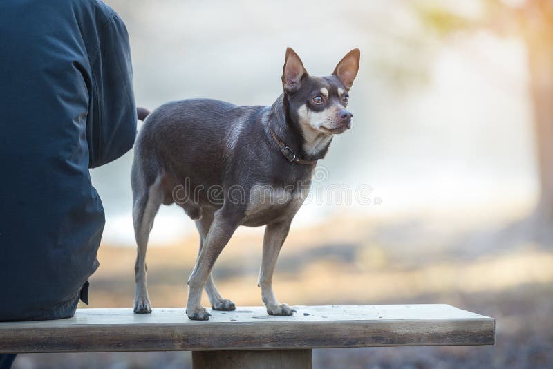 El perro mientras sobre el Correa en.