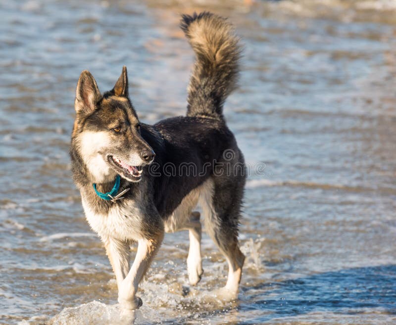 Dog Walking in Water at the Beach Stock Image Image of animal, pets