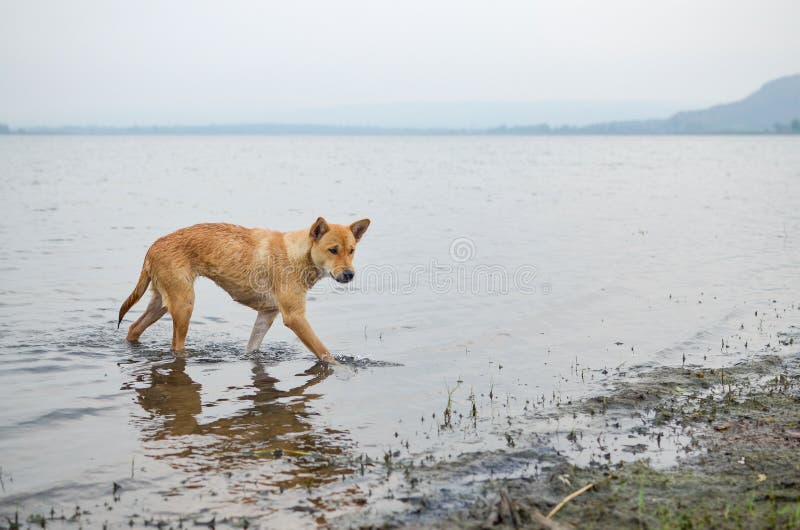 Dog walking on the water. stock photo. Image of splash 78048558