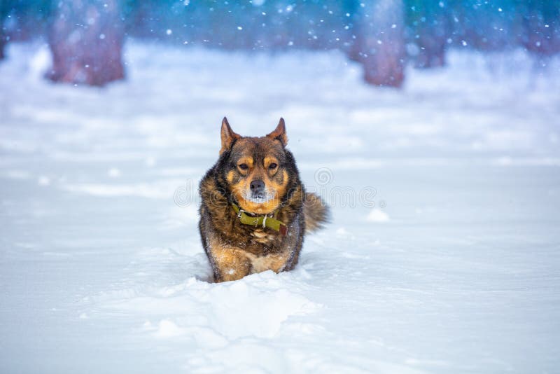 The dog walks in deep snow stock image. Image of blue 223379295