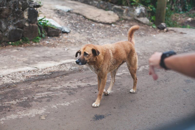A Dog Walks on the Road in the Rain. Stock Photo Image of sidewalk