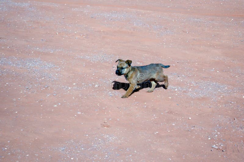 Dog Wandering in Monument Valley Stock Image Image of destination