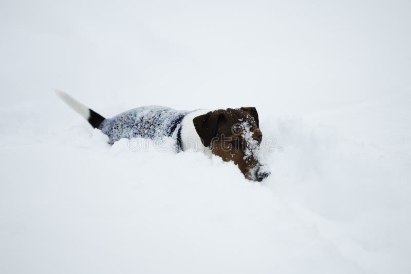 A Dog in Warm Clothes Walks during a Heavy Snowfall. Dog Clothes Stock