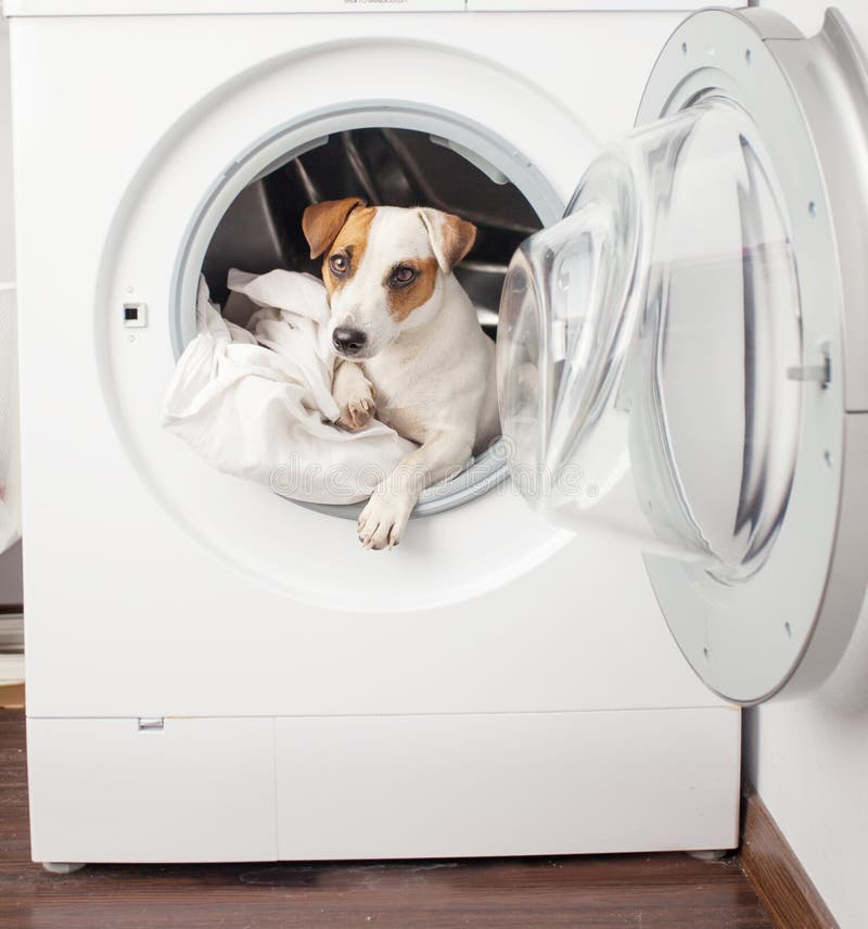 Dog in washer stock photo. Image of cleaner, circle 178678284
