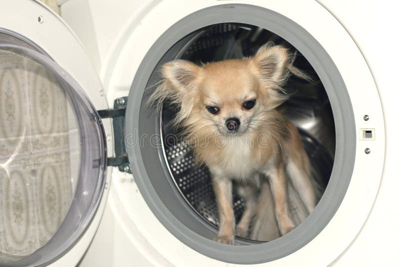 A dog in washing machine stock image. Image of powder 37785705