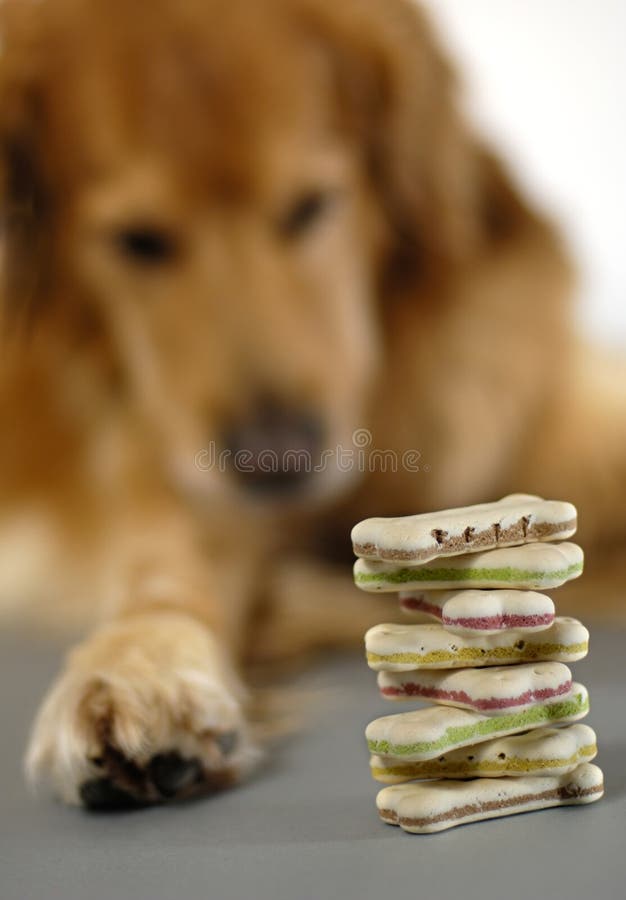Dog, watching his cookies