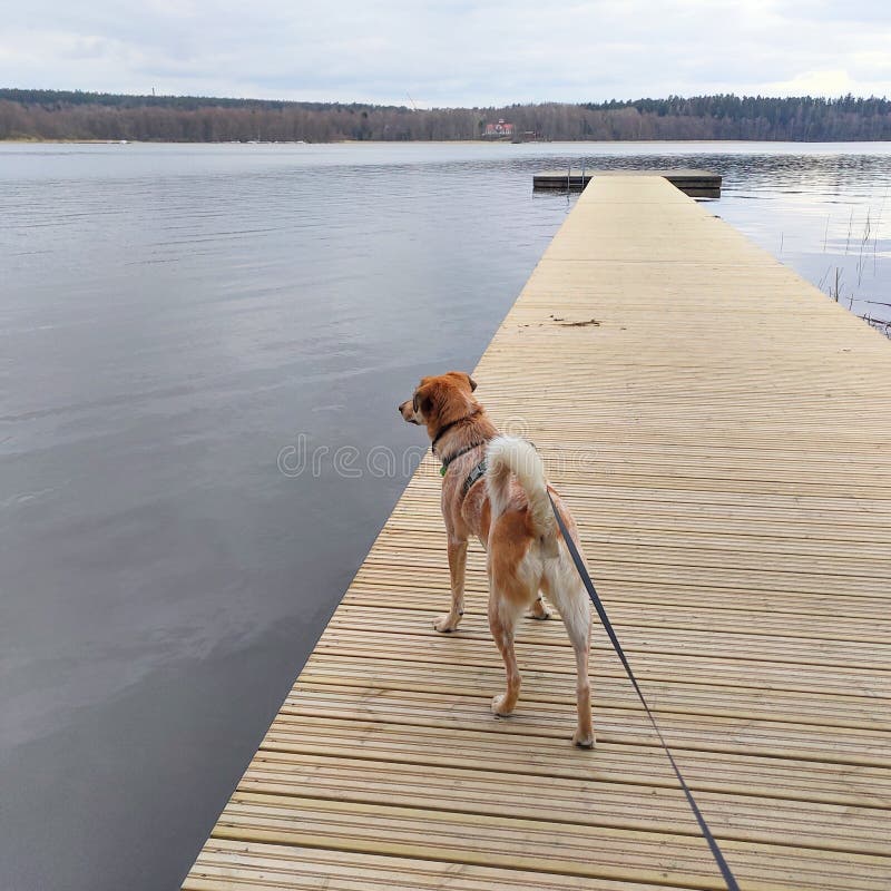 Dog Watching Lake from the Deck Calm Water Stock Image Image of deck