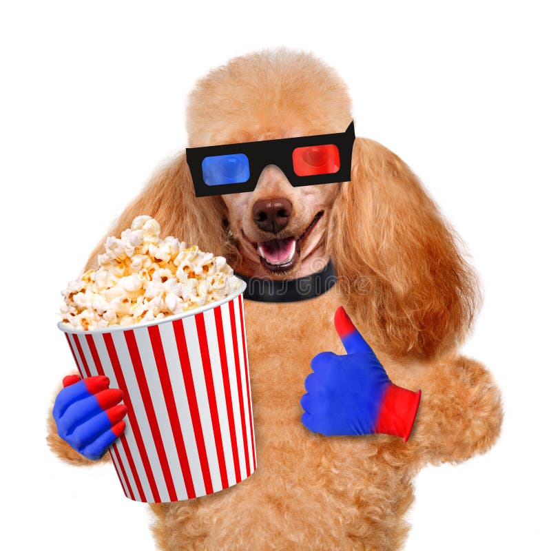 Dog watching a movie stock photo. Image of movie, refreshment 39421238