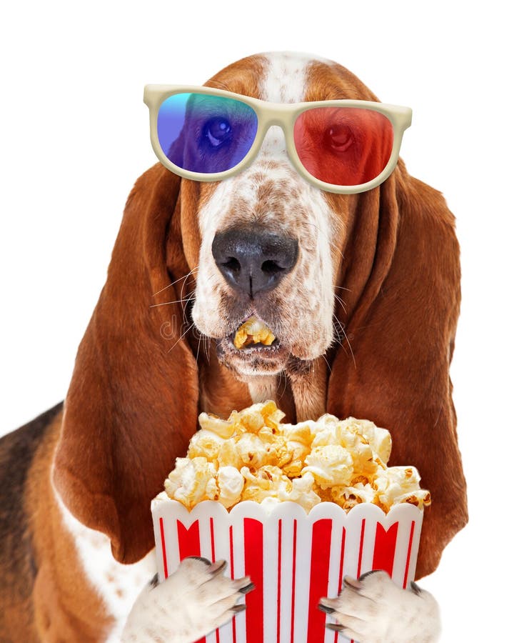 Funny Basset Hound dog wearing 3d movie glasses white eating pupcorn from a tub. Funny Basset Hound dog wearing 3d movie glasses white eating pupcorn from a tub