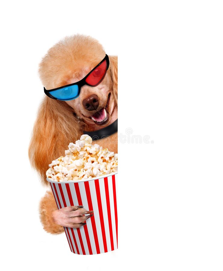 Dog watching a movie. stock photo. Image of drink, popcorn 39372330