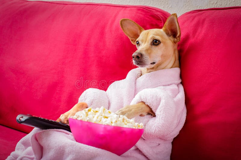 Dog tv free 2025