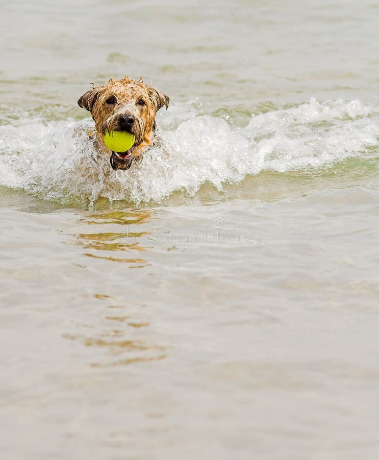Dog in water with ball stock image. Image of texture, fuzz 1151995