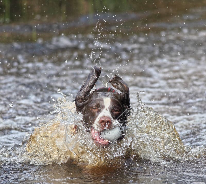 Dog running after ball stock photo. Image of beach, running 52110472