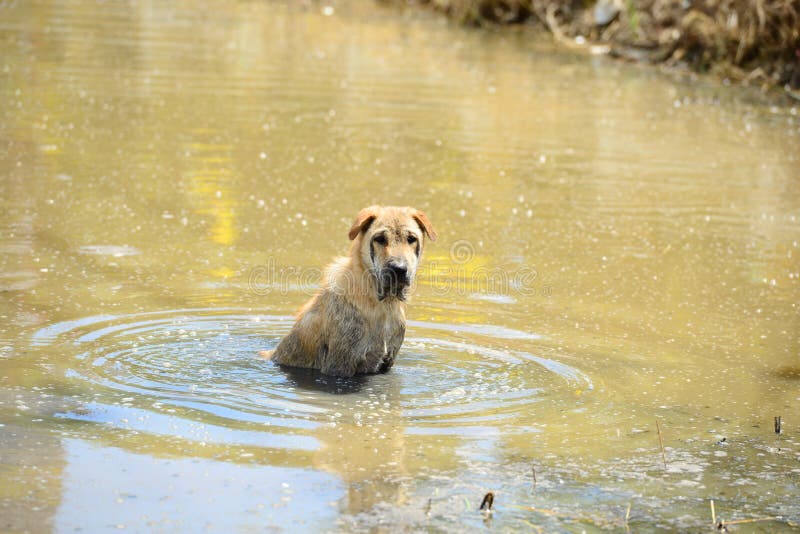 Dog in water stock image. Image of pond, sitting, looking 46069755