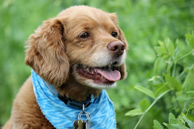 cockapoo bandana