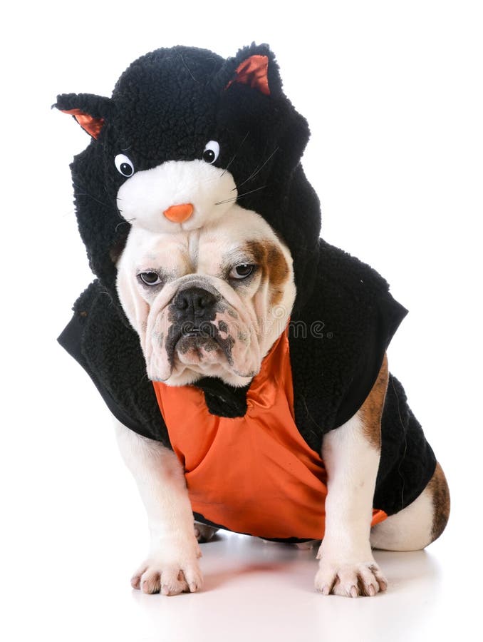 Dog wearing cat costume stock image. Image of canine 52560703