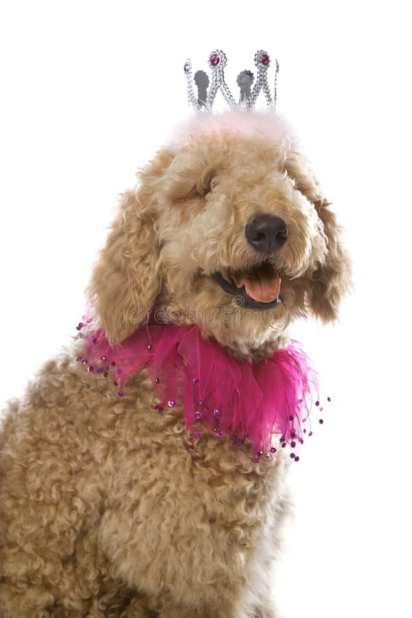 Dog wearing costume. stock image. Image of dressed, king 2045651