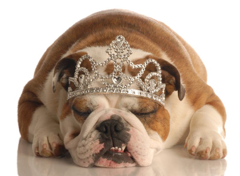 dog tiara