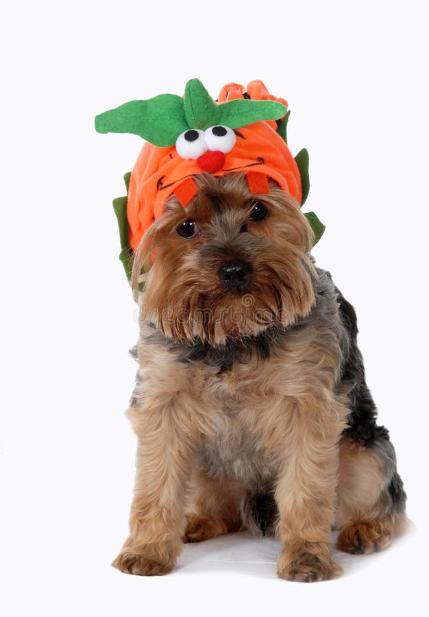 13+ Costume dog halloween Free Stock Photos - StockFreeImages