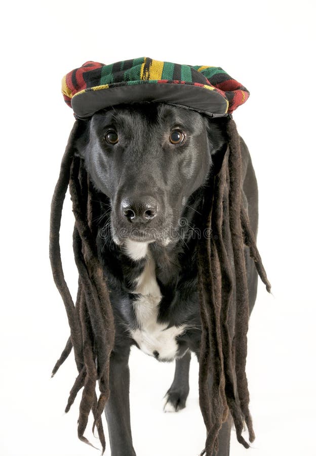 dog rasta hat
