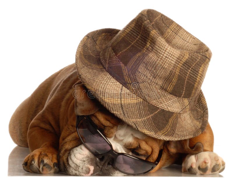 Dog Wearing Hat And Glasses Stock Image Image of pouting, gangsta