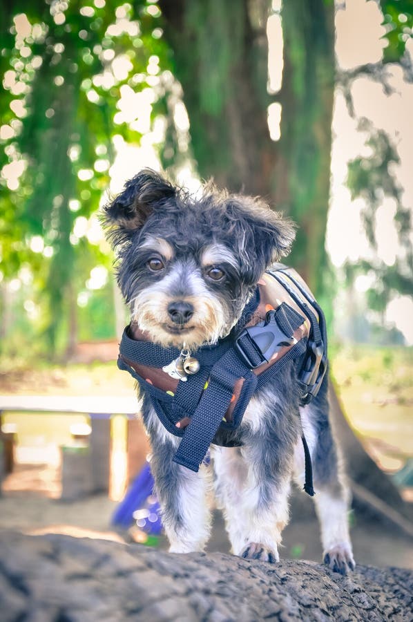 Dog Wearing Life Jacket on the Beach. Stock Photo Image of collar