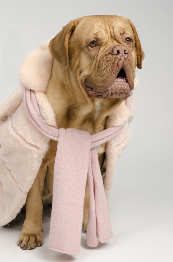 Dog Wearing Pink Fur Coat and Scarf Stock Photo Image of glamorous